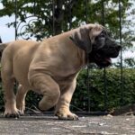 Aisha Eddie 'The Beast'