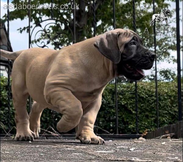 Aisha Eddie ‘The Beast’ at 8 weeks old