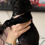 Aisha El Chapo x KS Nevaeh