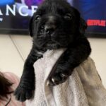 Aisha El Chapo x KS Nevaeh