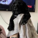 Aisha El Chapo x KS Nevaeh