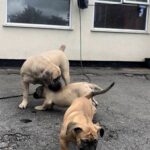 Brandvlei Maia and Aisha Chloe and Aisha Eddie 'The Beast'