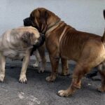 Brandvlei Maia and Aisha El Capitan (Rico)