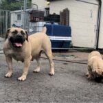 Brandvlei Maia and Aisha Chloe and Aisha Eddie 'The Beast'