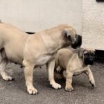 Brandvlei Maia and Aisha Chloe and Aisha Eddie 'The Beast'