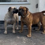 Brandvlei Maia and Aisha El Capitan (Rico)