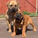 Brandvlei Maia and Aisha El Capitan (Rico)