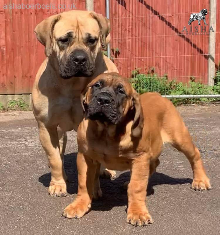 What a difference a year makes to a Boerboel…