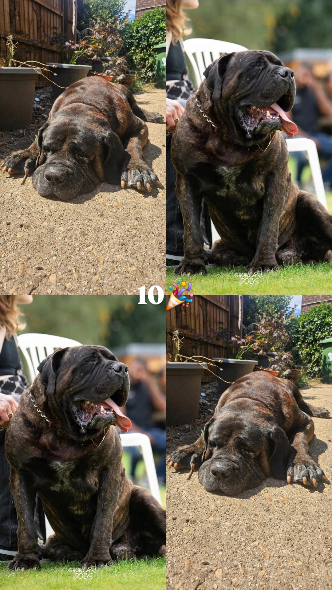 HAPPY 10TH BIRTHDAY Sandaharr El Camino aka Pablo