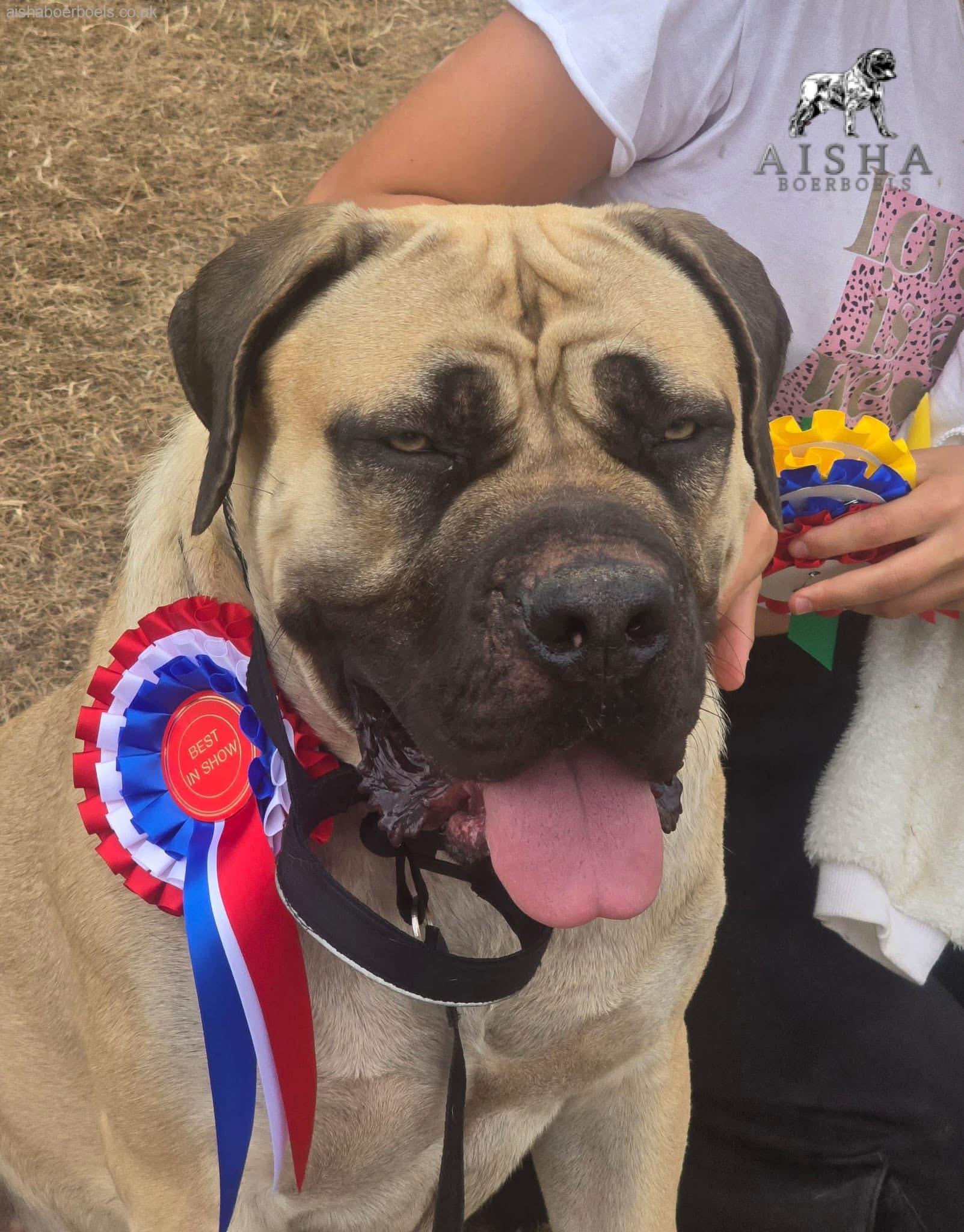 Aisha Beryl taking Best in Show at her local Dog Show