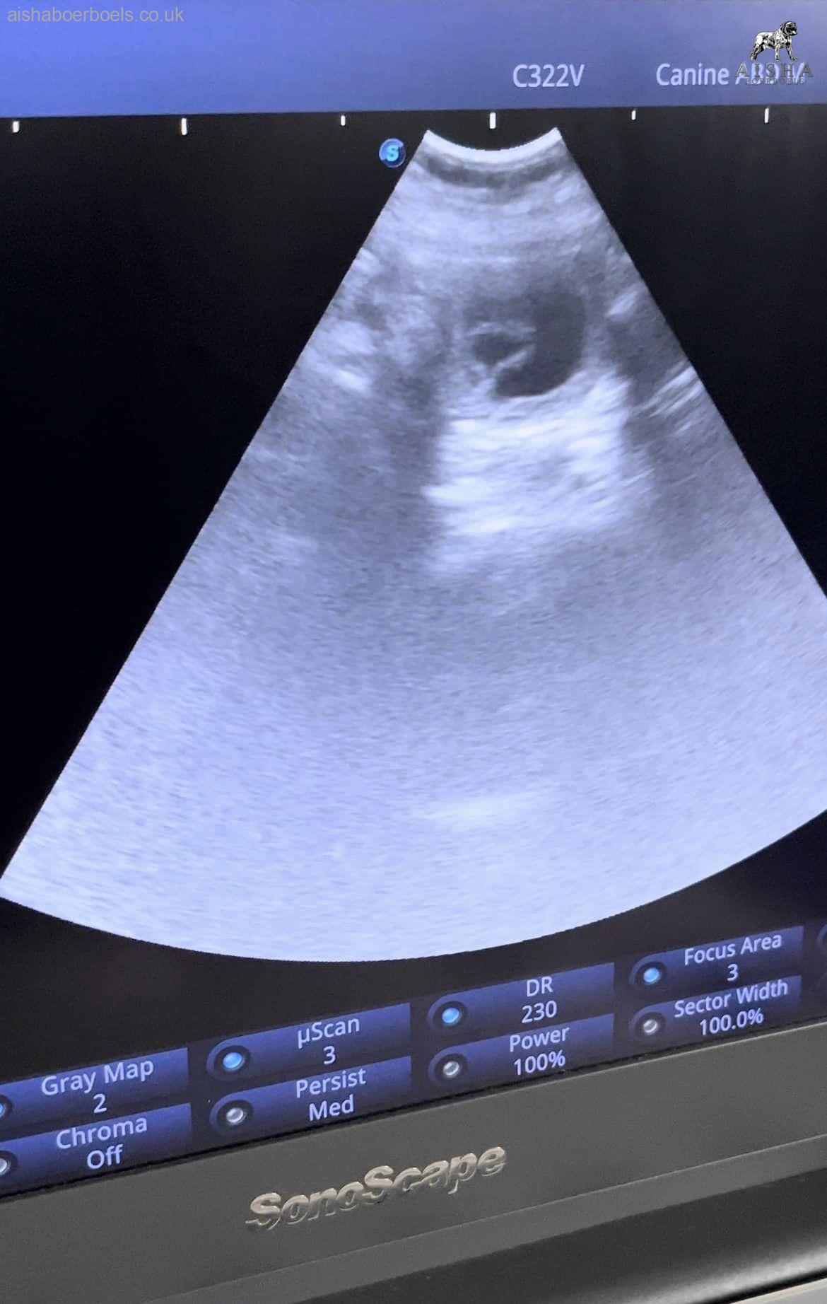 Aisha El’Capitan (Rico) x KS Nevaeh Pregnancy Confirmed