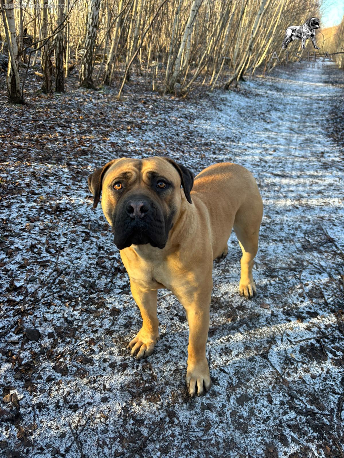 FOR SALE: 22 month Female Boerboel