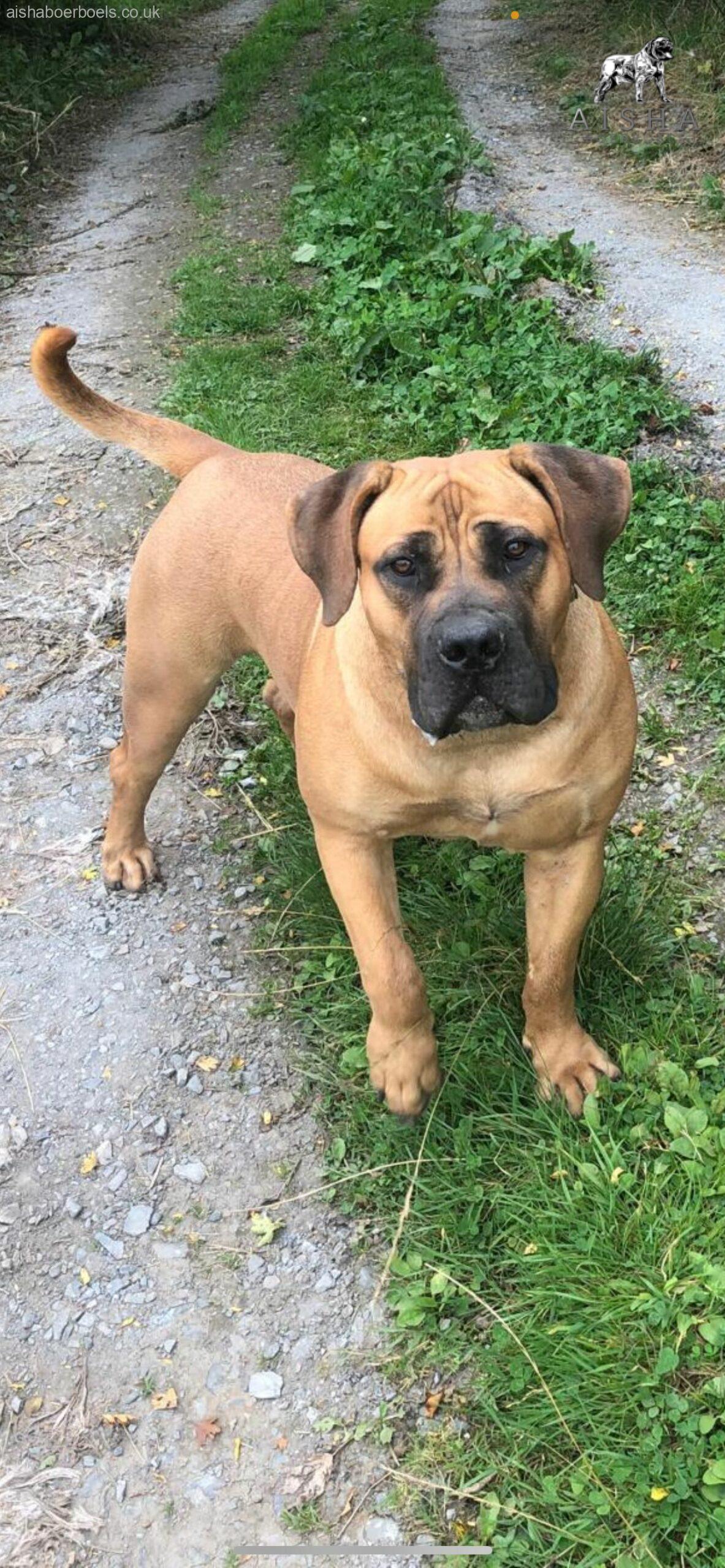 FOR SALE: Female Boerboel – Aisha Rosa