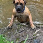 FOR SALE Female Boerboel - Aisha Ten Ton Tess (Tessa)