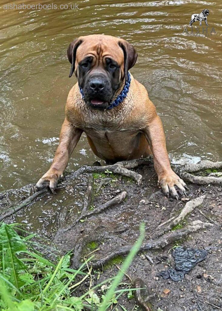 FOR SALE Female Boerboel - Aisha Ten Ton Tess (Tessa)