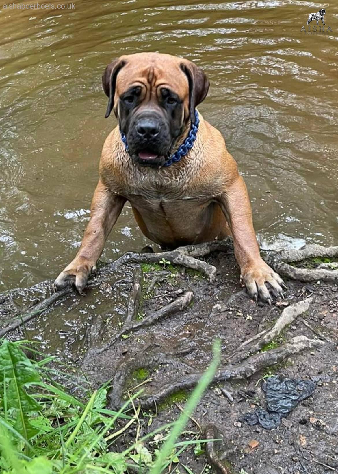 FOR SALE: Female Boerboel – Aisha Ten Ton Tess (Tessa)