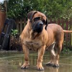 FOR SALE Female Boerboel - Aisha Ten Ton Tess (Tessa)