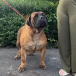 FOR SALE Female Boerboel - Aisha Ten Ton Tess (Tessa)