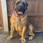 FOR SALE Female Boerboel - Aisha Ten Ton Tess (Tessa)