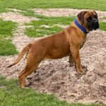 FOR SALE Female Boerboel - Aisha Ten Ton Tess (Tessa)