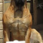 FOR SALE Female Boerboel - Aisha Ten Ton Tess (Tessa)