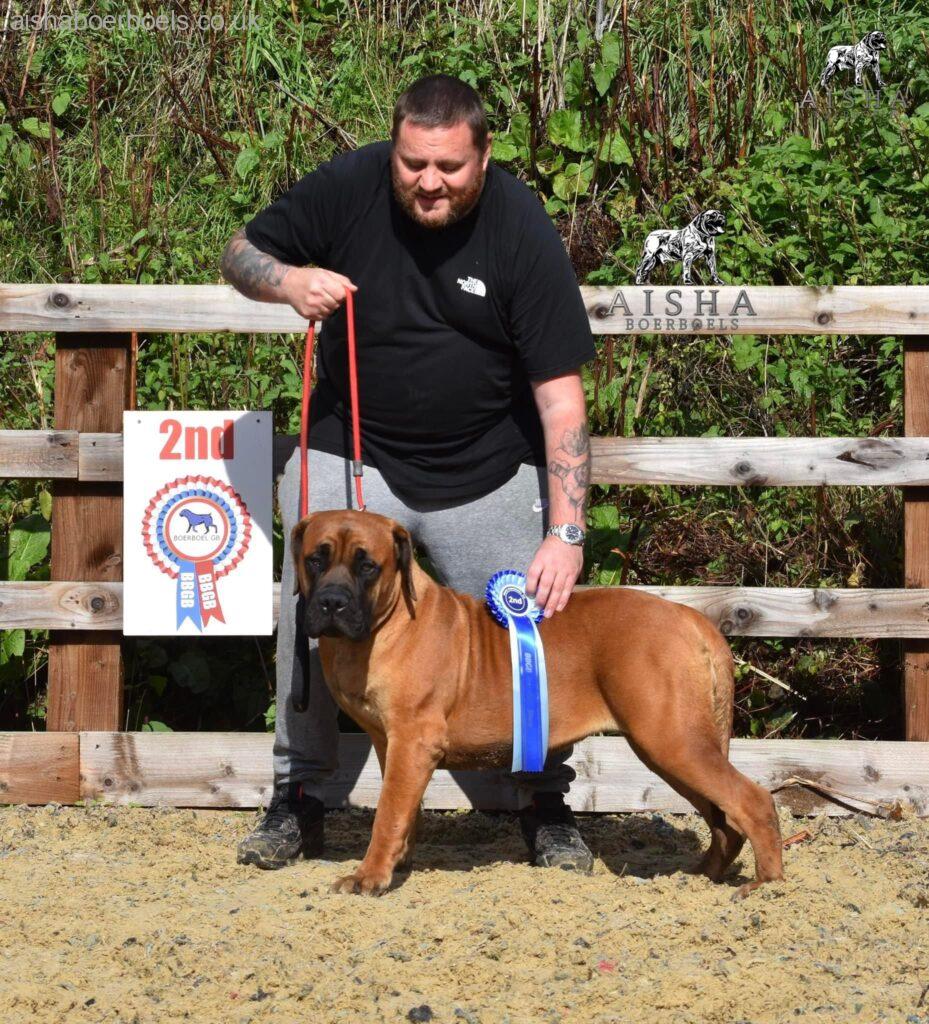 FOR SALE Female Boerboel - Aisha Ten Ton Tess (Tessa)