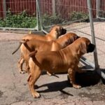 FOR SALE Female Boerboel - Aisha Ten Ton Tess (Tessa)