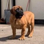 FOR SALE Female Boerboel - Aisha Ten Ton Tess (Tessa)