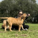 FOR SALE: Aisha Amy 14 week old female Boerboel Puppy