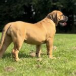 FOR SALE: Aisha Amy 14 week old female Boerboel Puppy