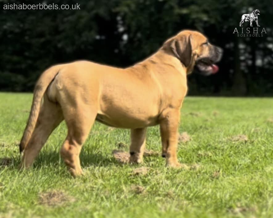 FOR SALE: Aisha Amy 14 week old female Boerboel Puppy