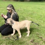 FOR SALE: Aisha Myelin 14 week old female Boerboel Puppy