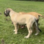 FOR SALE: Aisha Myelin 14 week old female Boerboel Puppy