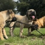 FOR SALE: Aisha Myelin 14 week old female Boerboel Puppy