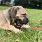 FOR SALE: Aisha Myelin 14 week old female Boerboel Puppy