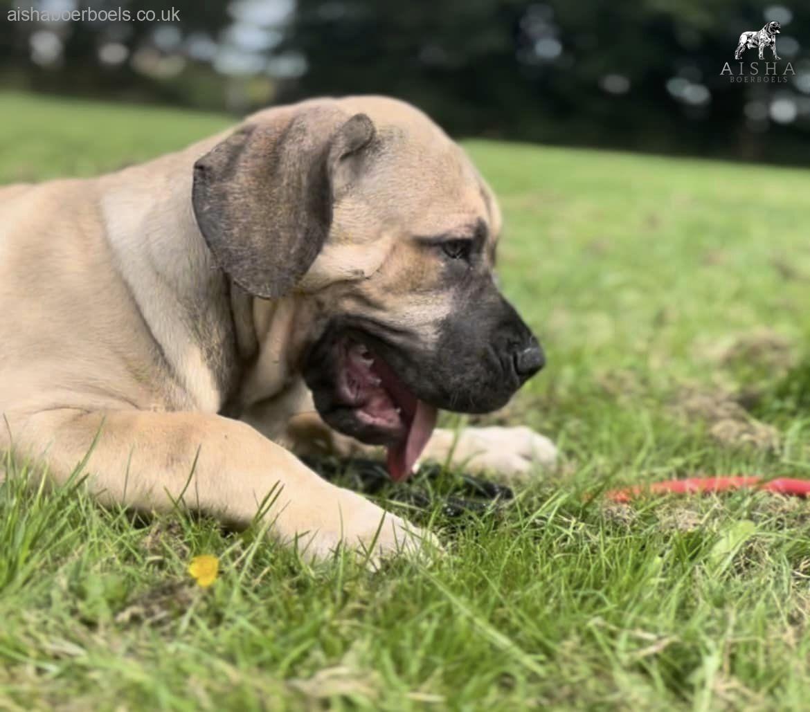 FOR SALE: Aisha Myelin 14 week old female Boerboel Puppy