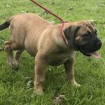 FOR SALE: Aisha Riri 14 week old female Boerboel Puppy