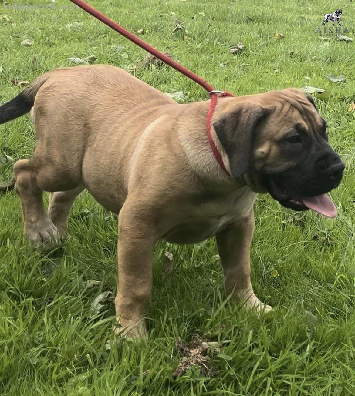 FOR SALE: Aisha Riri 14 week old female Boerboel Puppy