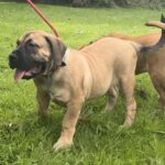 FOR SALE: Aisha Riri 14 week old female Boerboel Puppy