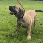 FOR SALE: Aisha Riri 14 week old female Boerboel Puppy