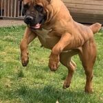 Happy 8th Birthday to Mighty Kima