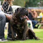 Happy 9th Birthday to Sandaharr El Camino - AKA Pablo - The Brindle Boerboel