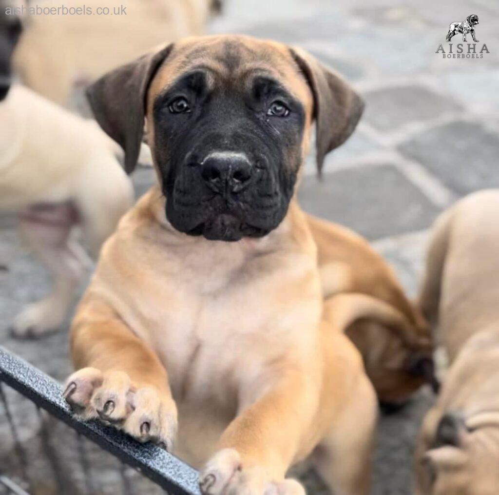 About Aisha Boerboels