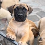 About Aisha Boerboels - Boerborl Puppies