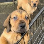 About Aisha Boerboels - Boerborl Puppies