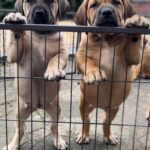 About Aisha Boerboels - Boerborl Puppies