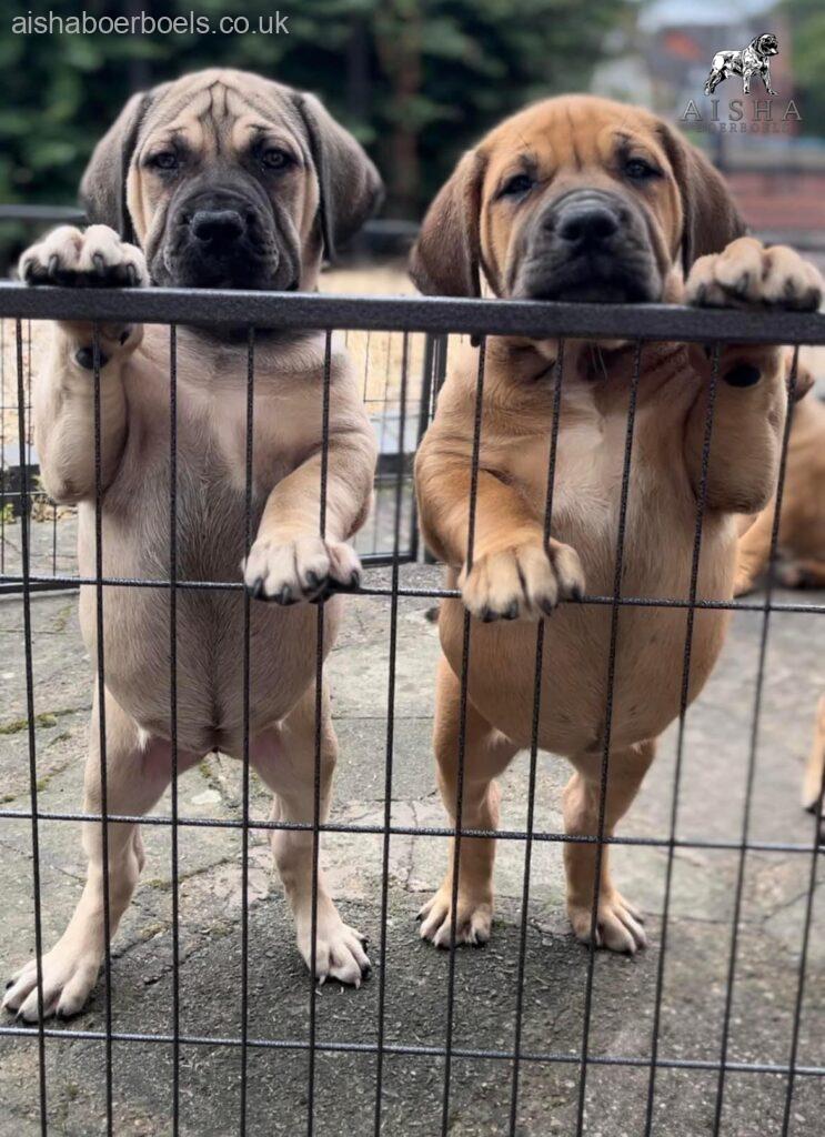 About Aisha Boerboels