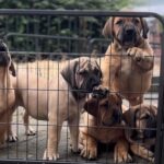 About Aisha Boerboels - Boerborl Puppies