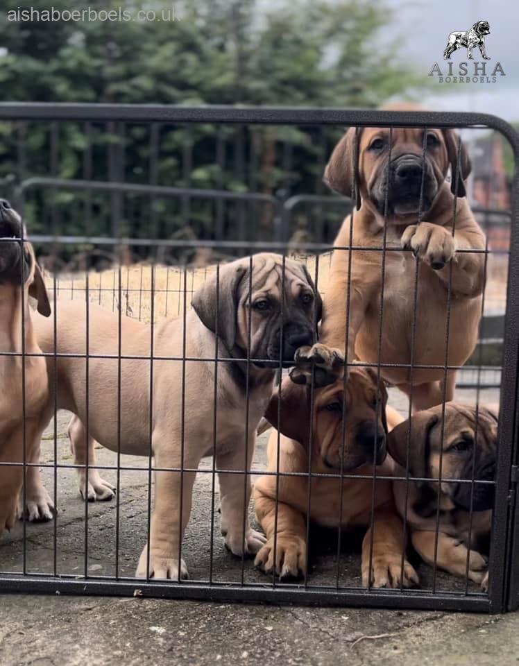 About Aisha Boerboels