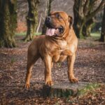 About the South African Boerboel